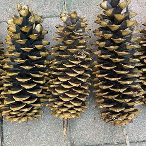 6 Natural Sugar Pine Cones Decorative, Wreaths, Rustic 9" - 14"